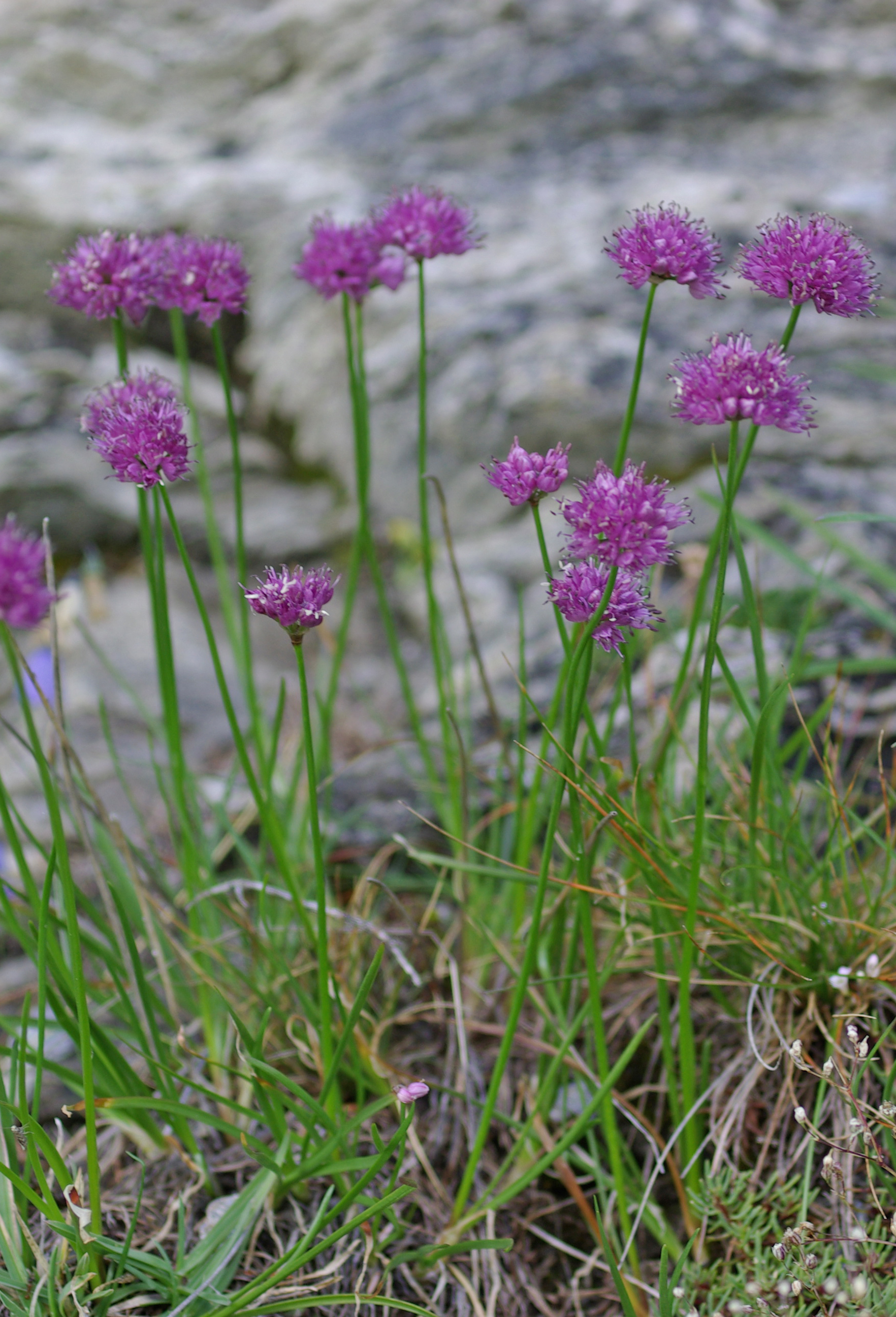 Allium Lusitanicum Lam allium-lusitanicum-lam